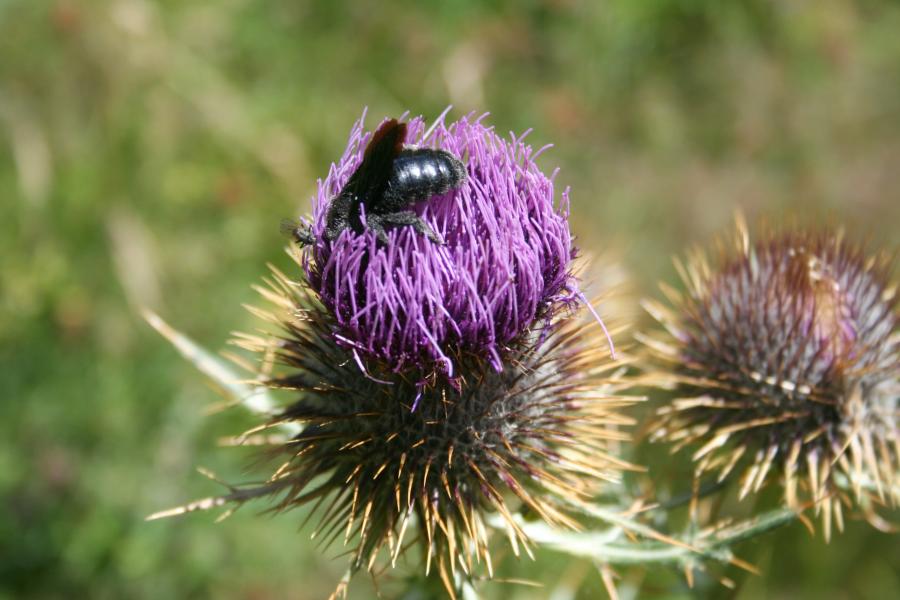 Insetti al Corno alle Scale (BO)